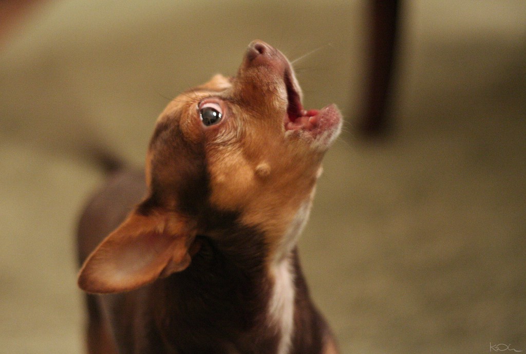 Regi&oacute;n rusa pretende prohibir que los perros ladren "fuera de un horario determinado"