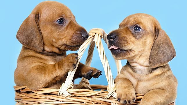 &iquest;Es higi&eacute;nico dormir con un perro? 