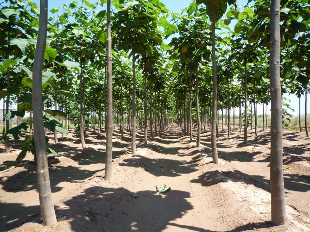  Paulownia, el arbol ideal para mitigar el calentamiento global.
