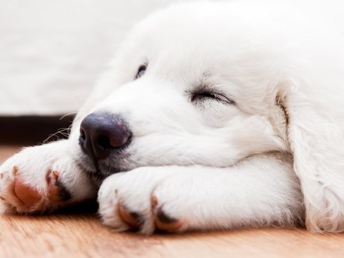 C&oacute;mo hacer que tu perro duerma mejor