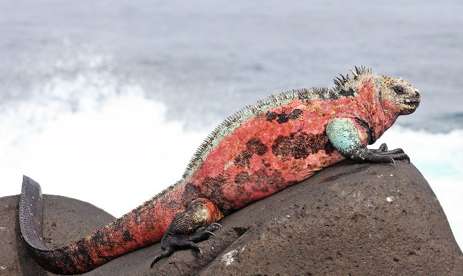  Islas Gal&aacute;pagos, fuente inagotable de nuevas especies