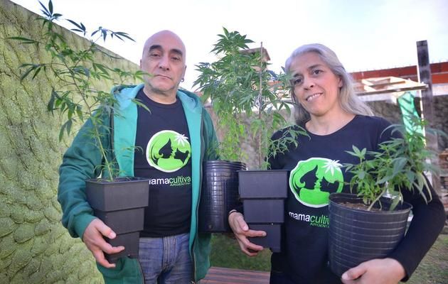 Testimonios de padres que cultivan Cannabis para sus hijos &iquest;Lo har&iacute;as tambi&eacute;n?