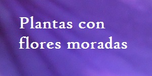 Plantas con flores moradas