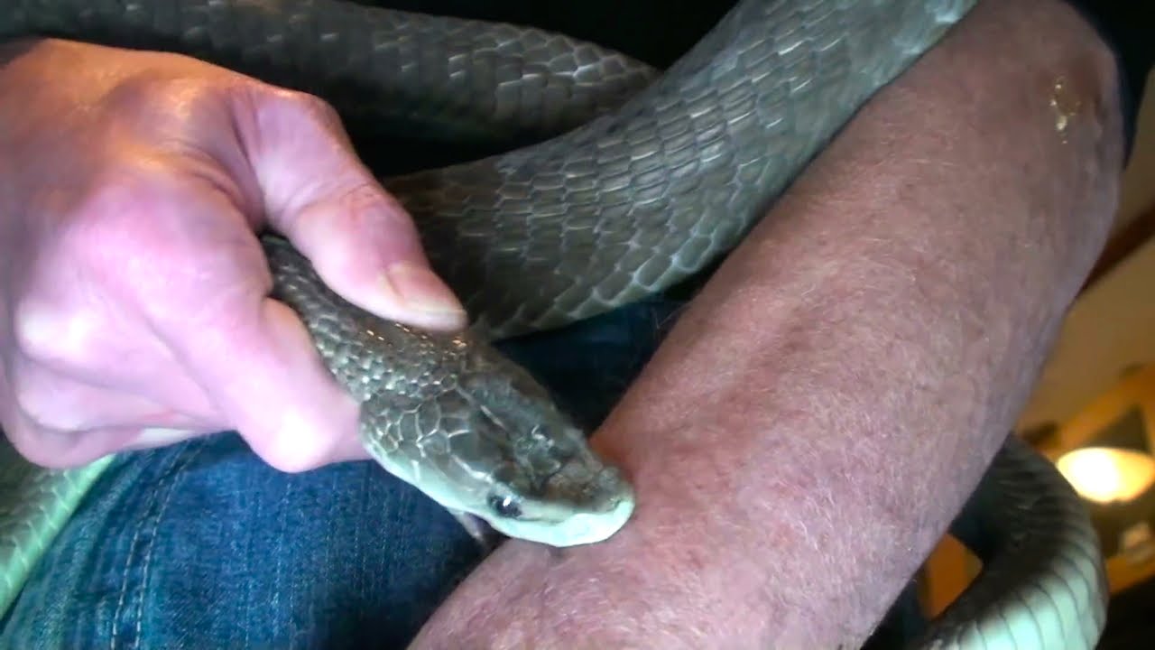 Where snakebites are deadliest