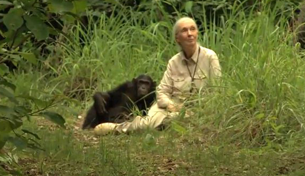Jane Goodall:  Los chimpanc&eacute;s no destruyen el medio que los alberga 