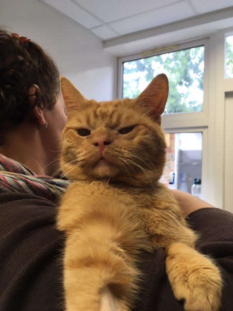 Rescatan a gatito abandonado en Londres y su carita malhumorada tiene a la red euf&oacute;rica