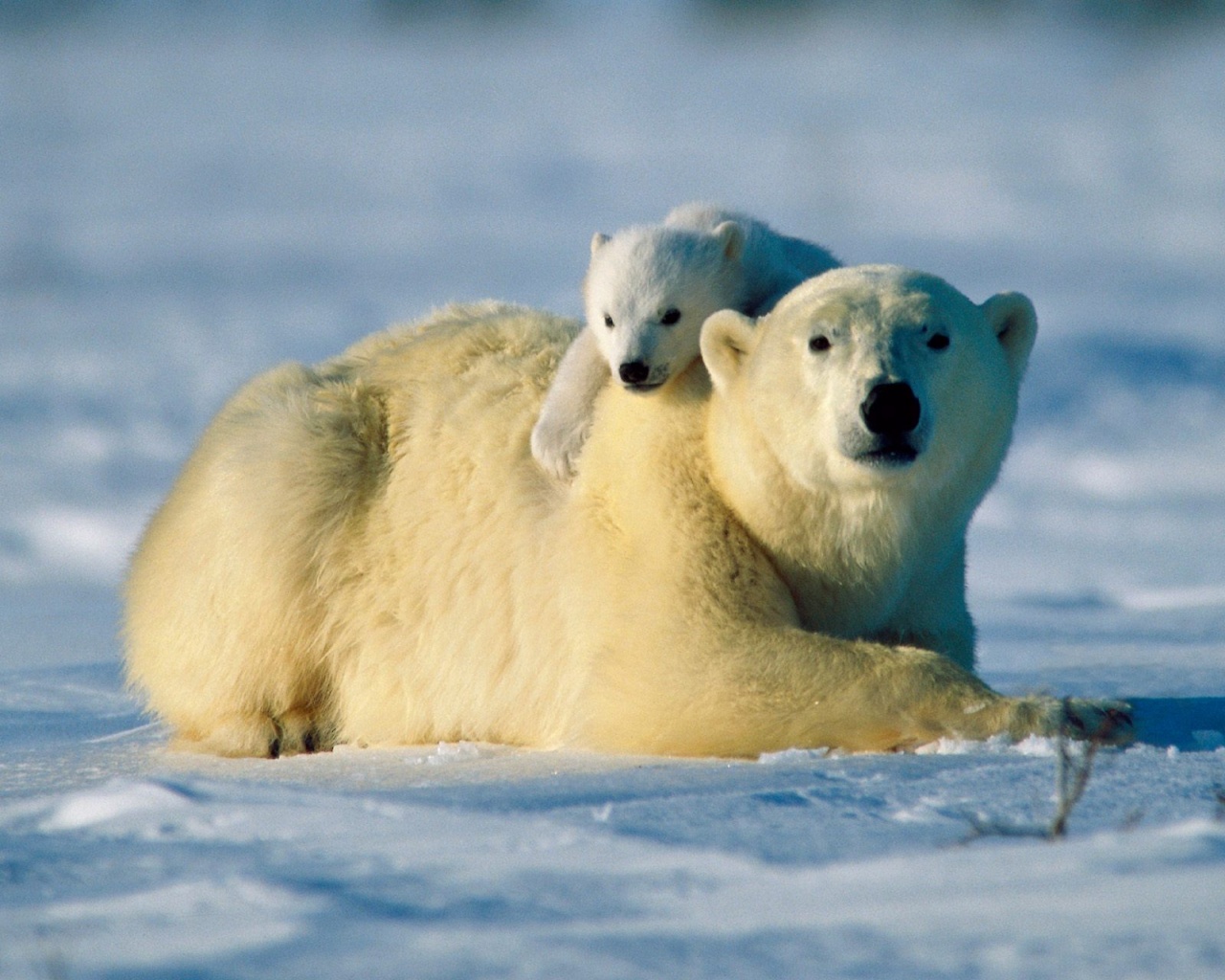 S&uacute;per mam&aacute;: para salvar a su cachorro de ahogarse, &iexcl;osa polar sali&oacute; al rescate!