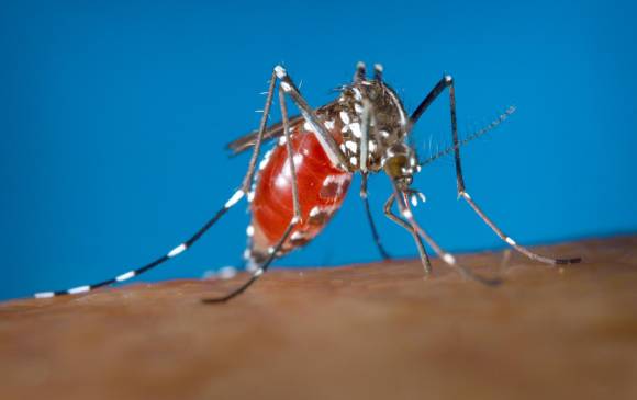  Proponen usar radiaci&oacute;n nuclear para eliminar el mosquito del zika