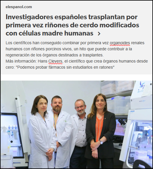  Investigadores espa&ntilde;oles trasplantan por primera vez ri&ntilde;ones de cerdo modificados con c&eacute;lulas madre