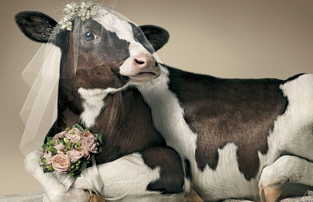 &iexcl;Ins&oacute;lito! Tuvo sexo con una vaca y lo obligaron a casarse con ella