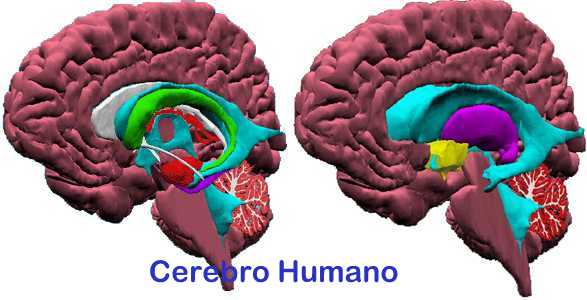  El mayor enemigo del cerebro humano y alimentos que lo potencian