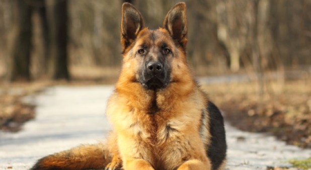 Perro entrenado es capaz de detectar c&aacute;ncer de tiroides con solo oler orina humana