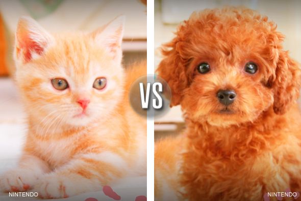 Due&ntilde;o de perro es sociable, due&ntilde;o de gato es neur&oacute;tico. El estudio de due&ntilde;os de mascotas