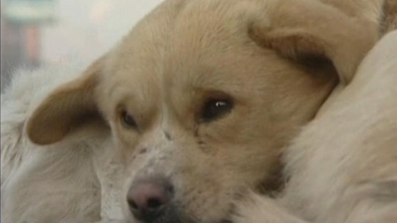 El perro mas fiel del mundo