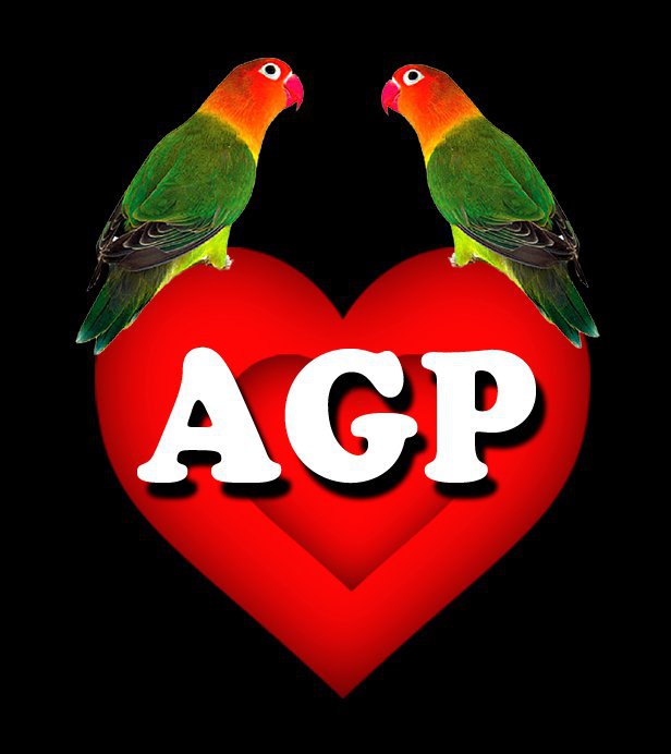Agapornis. Lo que se escucha hoy en las fiestas