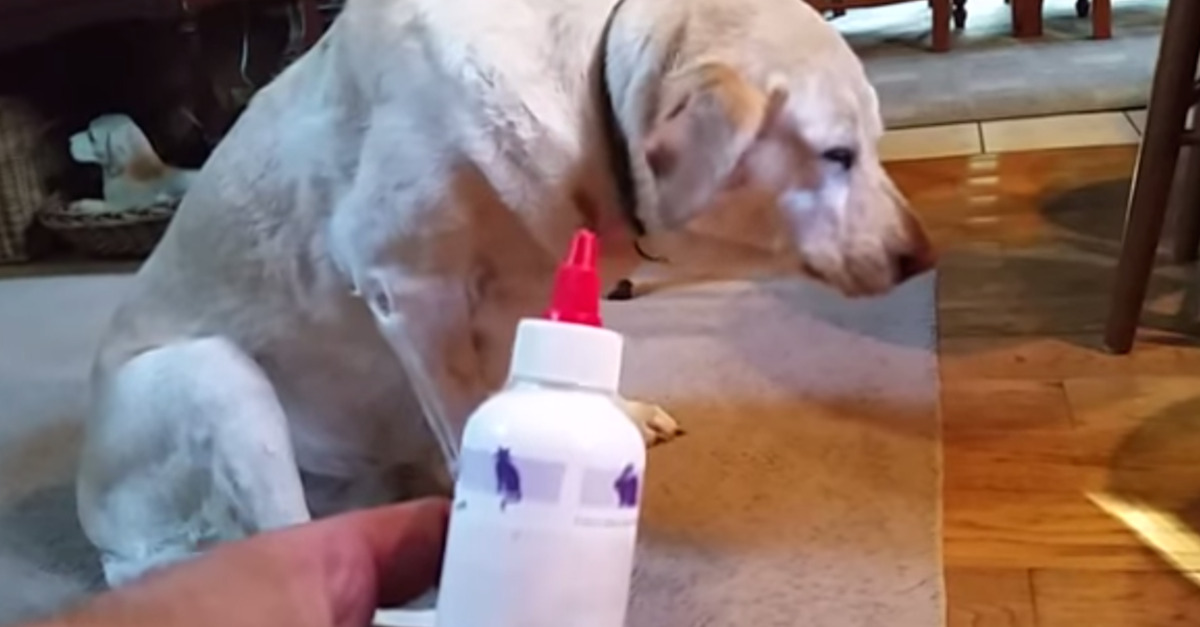 Denver the Guilty Dog grimaces and doesn't want to take her medicine