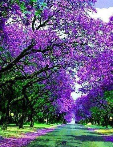 YA LLEGA LA MARAVILLOSA PRIMAVERA!!!!