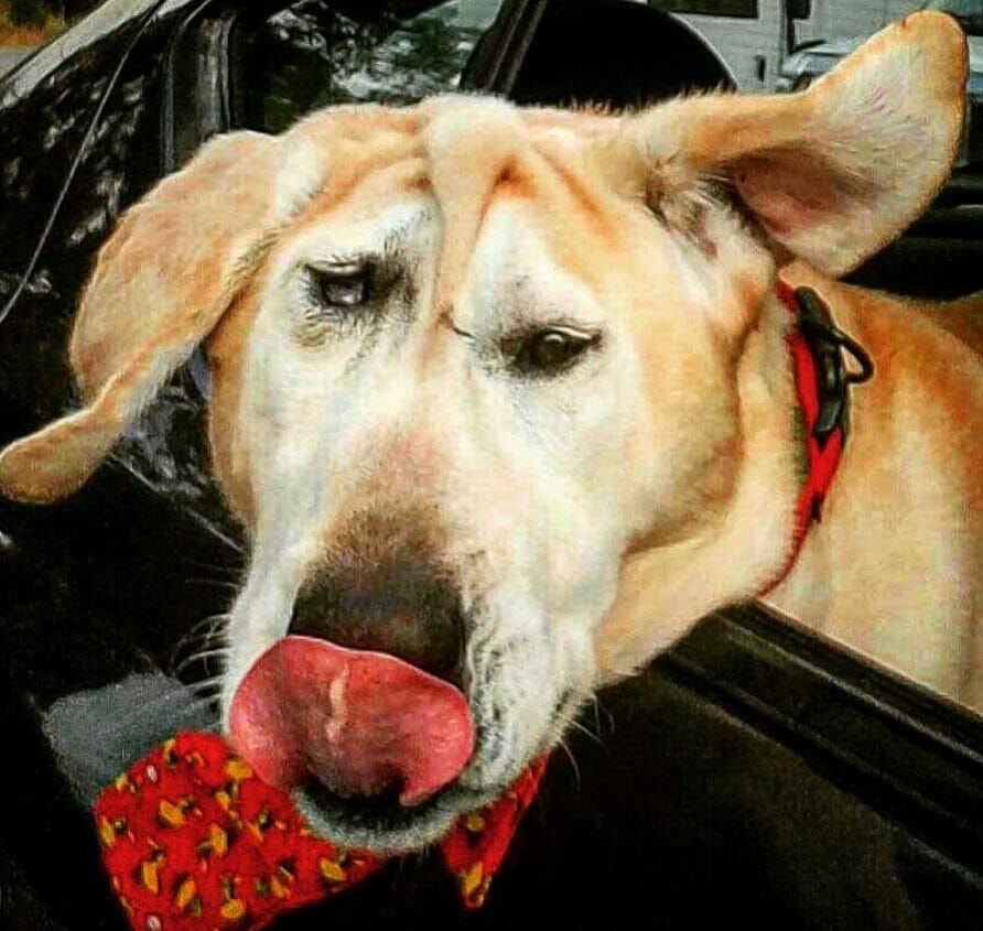 Dog with malformed face dumped by family: then angel arrives and makes everything right
