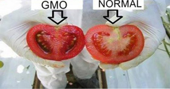 C&oacute;mo identificar la comida geneticamente modificada en los supermercados