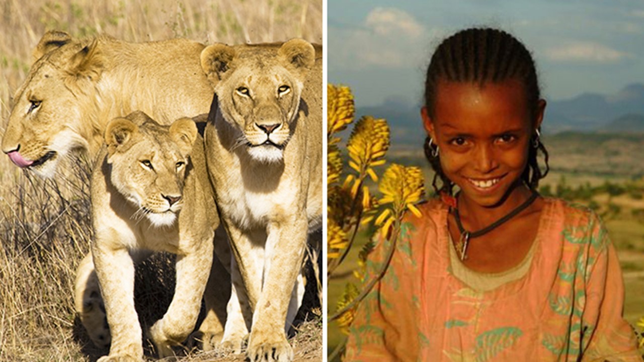 Tr&iacute;o de leones encuentran a ni&ntilde;a desaparecida y en lugar de atacarla, le salvaron la vida 