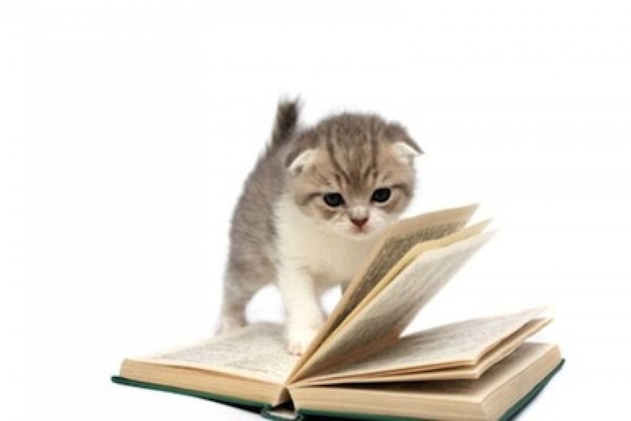 Consejos de un experto para educar a un gato