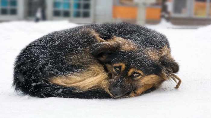 En Filadelfia exigir&aacute; multas a due&ntilde;os que dejen a sus perros en el fr&iacute;o