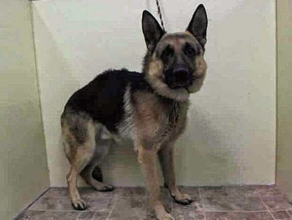 Un perro que salv&oacute; a su familia del ataque de un oso, es abandonado por la misma