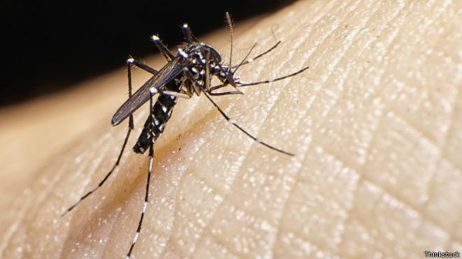 Qu&eacute; es el virus zika, la enfermedad reci&eacute;n detectada en Am&eacute;rica Latina