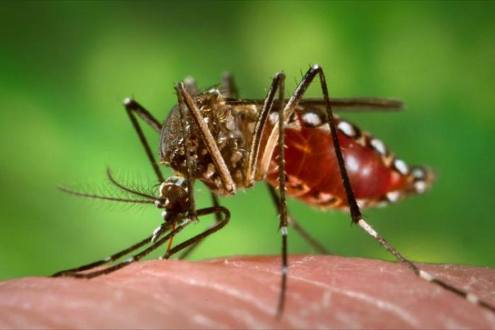 Conozca c&oacute;mo realizar repelentes naturales para ahuyentar el zancudo que transmite el Zika