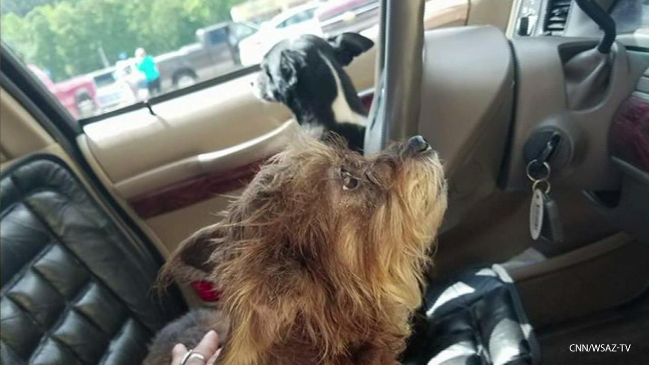 Dog drives into a car store