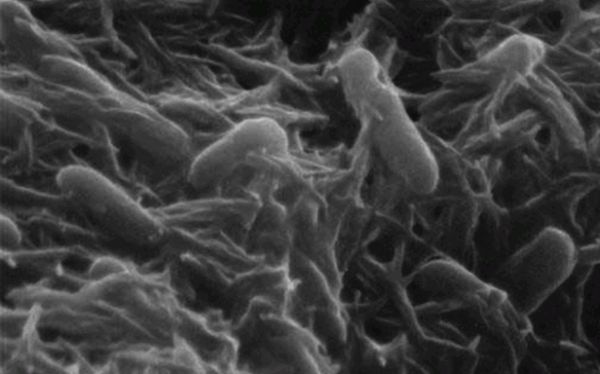 Generar electricidad a partir de las bacterias de la basura