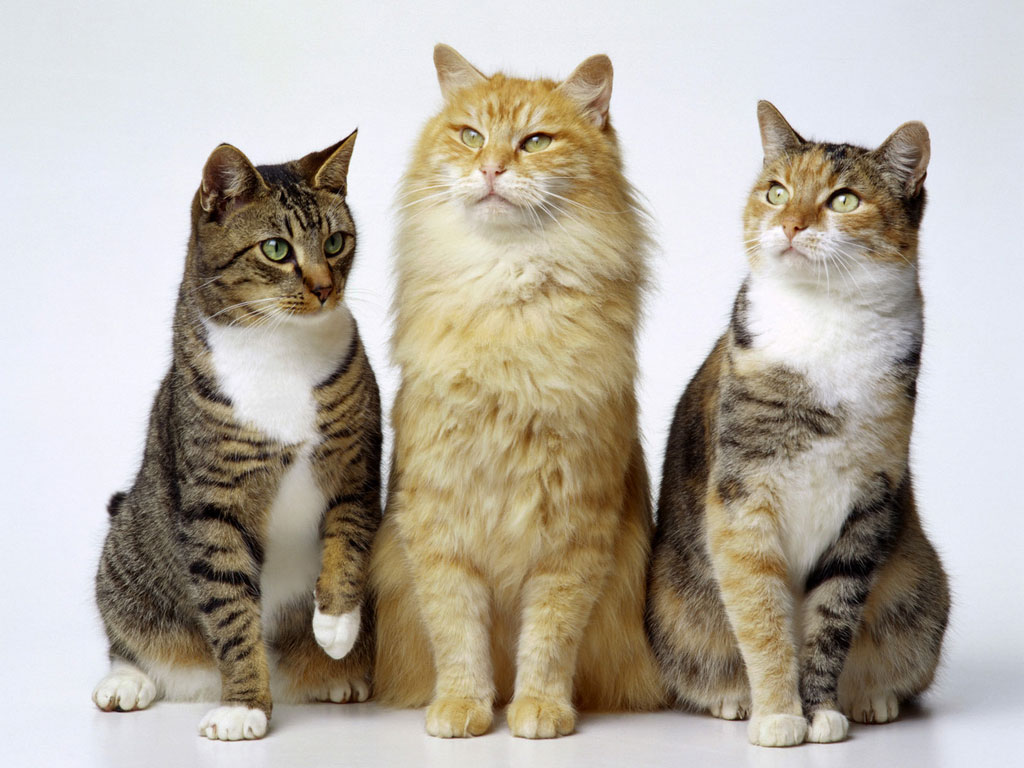 El motivo por el que los gatos son m&aacute;s independientes que los perros