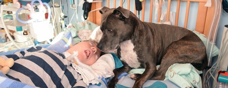 Amor animal: una perra acompa&ntilde;a a un ni&ntilde;o en coma desde hace seis a&ntilde;os