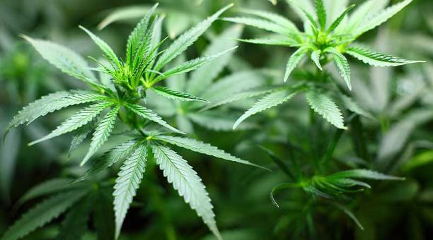 Arrestan en EEUU a hombre que iba comprar una bicicleta y pagar con marihuana