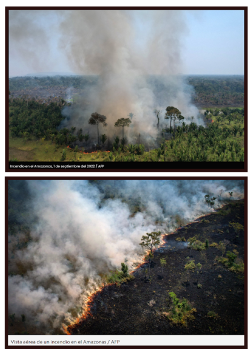  Alarma: La p&eacute;rdida de la biodiversidad del Amazonas podr&iacute;a ser irremediable
