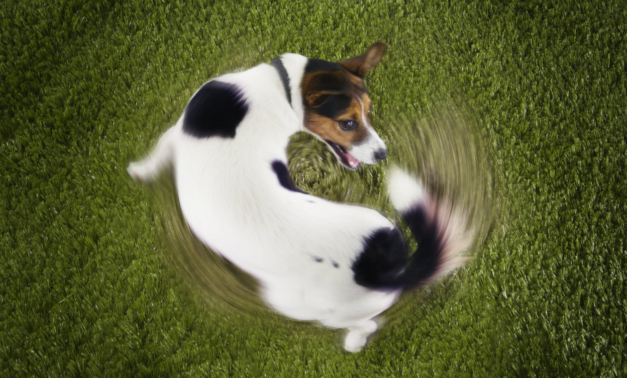 &iquest;Sabes por qu&eacute; los perros se persiguen la cola? 6 razones principales