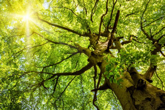 2016 es el a&ntilde;o con menos hect&aacute;reas quemadas de la d&eacute;cada  Fuente: medio ambiente