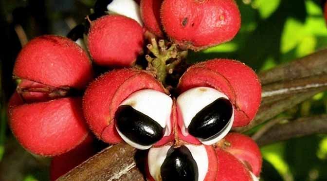 Una planta estimulante con gran poder, para casi todos.- El Guaran&aacute;.