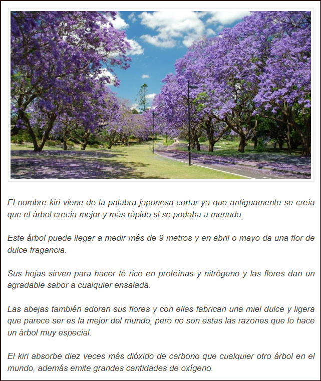  Hay un &aacute;rbol que podr&iacute;a salvar el Planeta: El Kiri