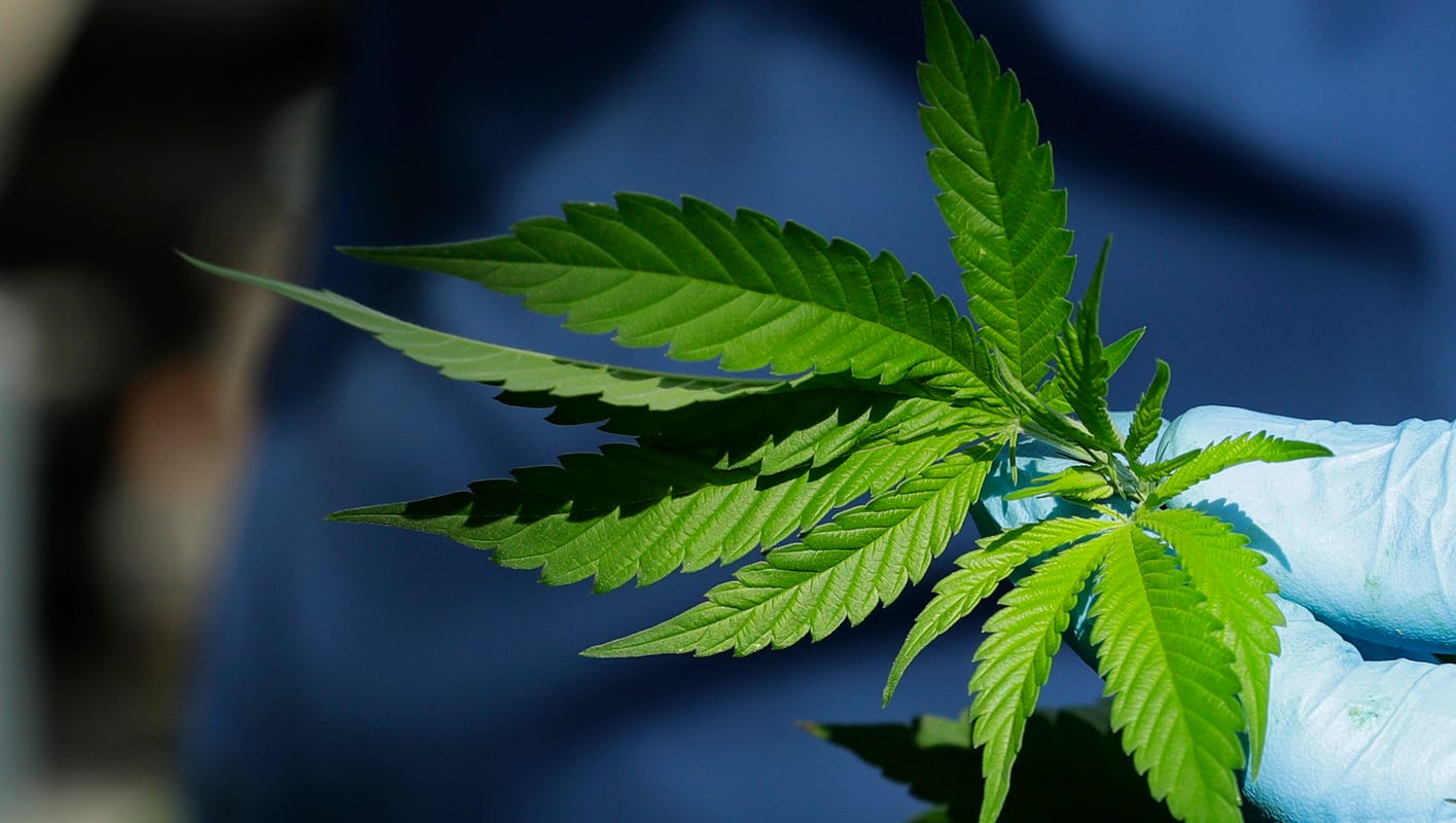 Es legal cultivar tu propia marihuana en casa