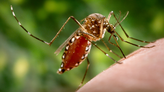 Mosquitos contra mosquitos para eliminar el Dengue