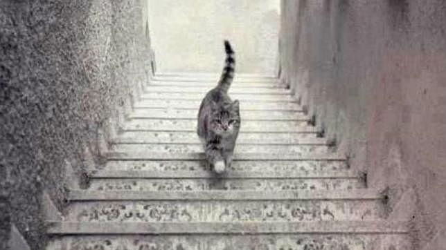 &iquest;El gato sube o baja las escaleras? 