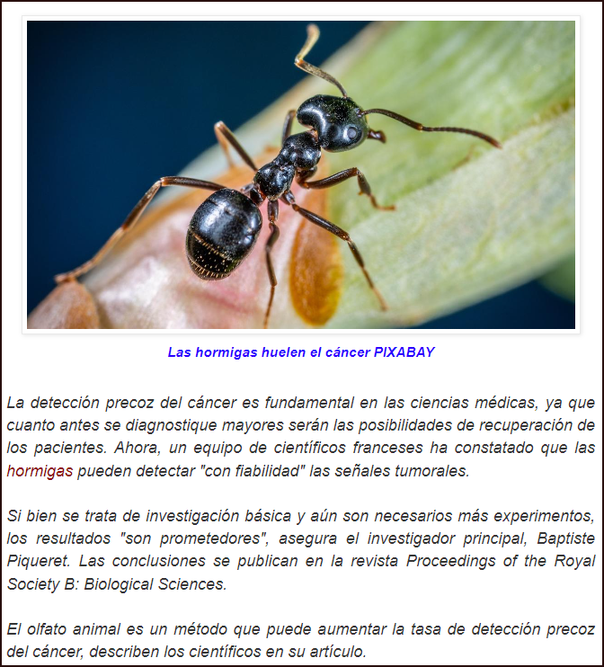  C&aacute;ncer: Cient&iacute;ficos franceses demuestran que las hormigas pueden detectar el c&aacute;ncer