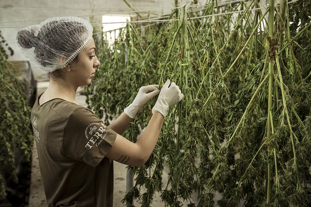 Algunos de los beneficios que el Cannabis ofrece para tu salud