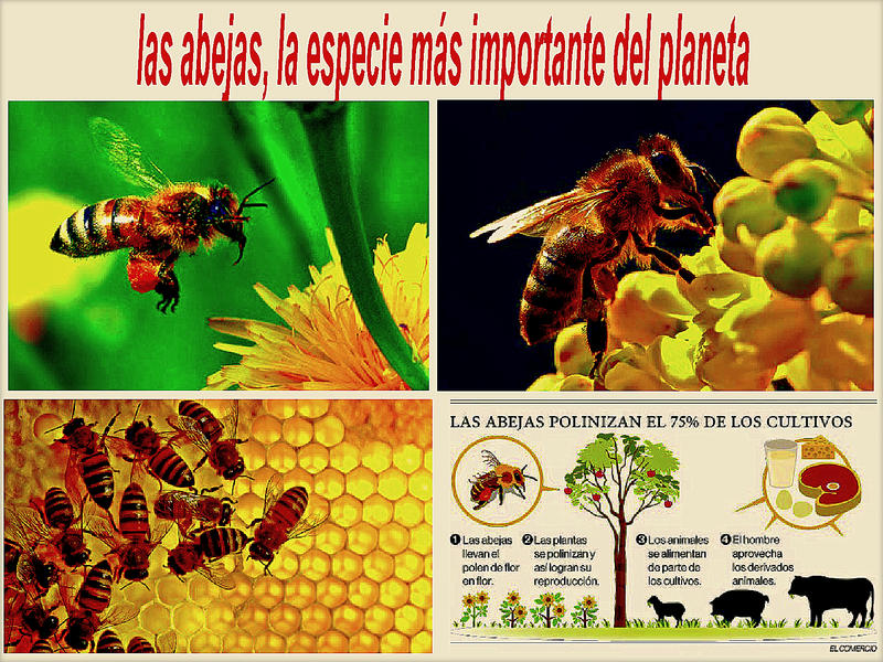 Las abejas, la especie m&aacute;s importante del planeta