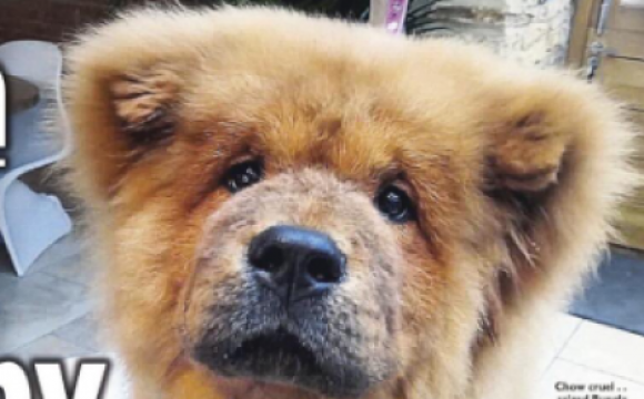 Un perro chow chow termin&oacute; en la c&aacute;rcel y gener&oacute; una enorme pol&eacute;mica en Reino Unido