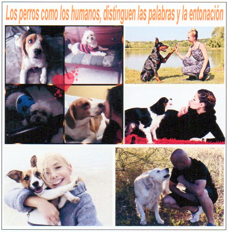  Los perros, como los humanos, distinguen las palabras y la entonaci&oacute;n