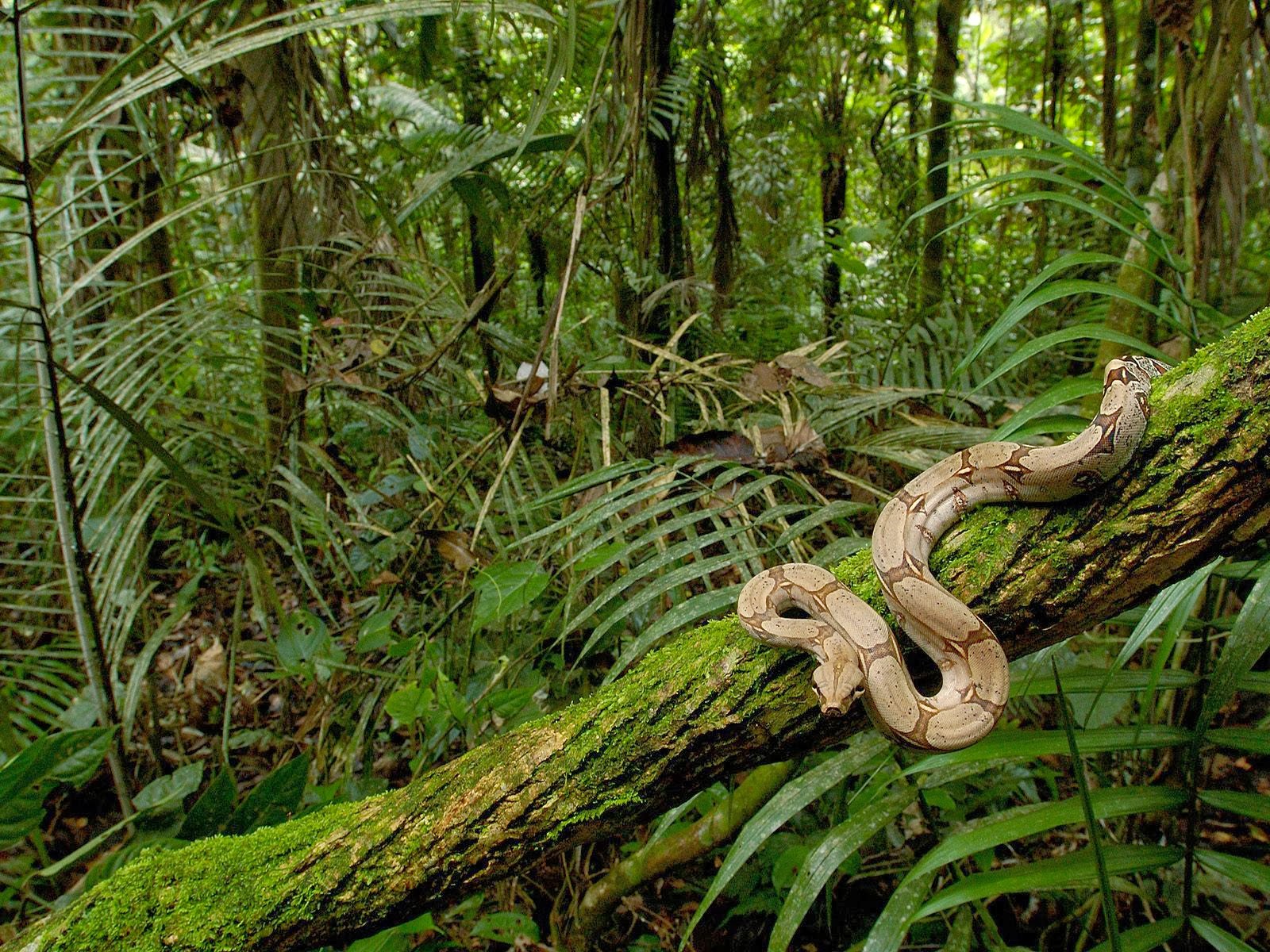 Selvas en el ecosistema terrestre