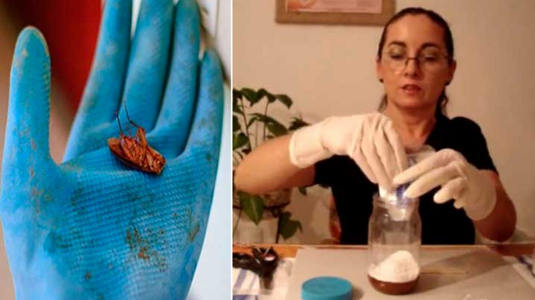 C&oacute;mo acabar definitivamente con las cucarachas en nuestra casa de manera natural