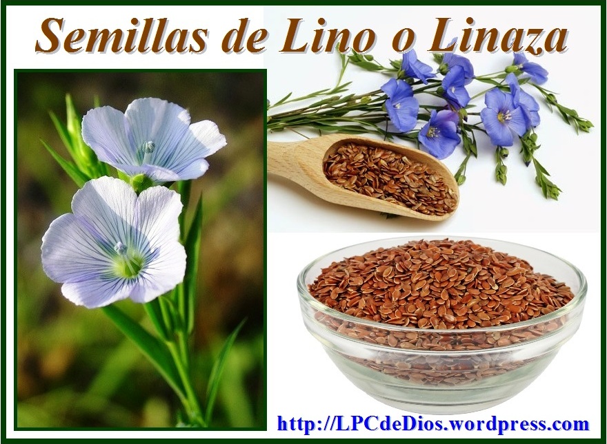La linaza: 7 razones para comerla por siempre